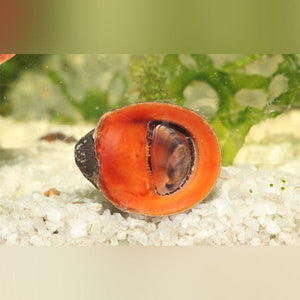 Snail Red Lips Nerite