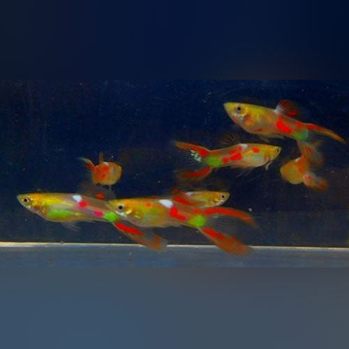 Guppy Red Lyretail - Pair