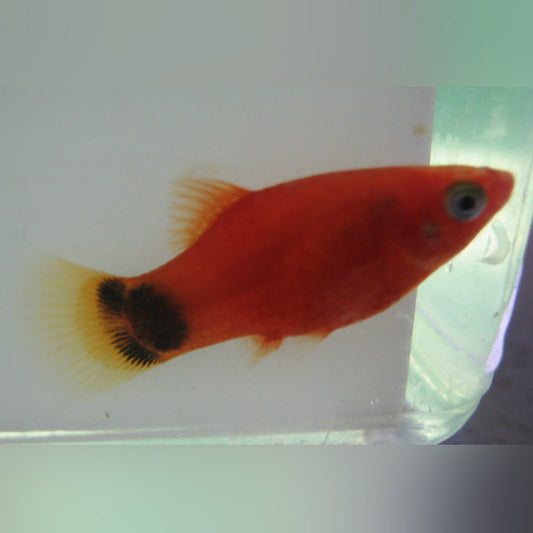 Platy Red Mickey Mouse