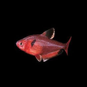 Tetra Serpae Red Minor