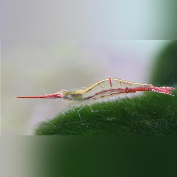 Shrimp Red Nose Rudolph