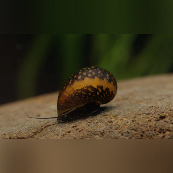 Snail Red Onion