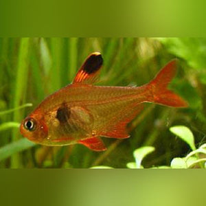 Tetra Red Phantom