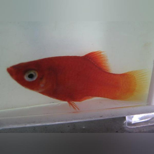 Platy Fire Red