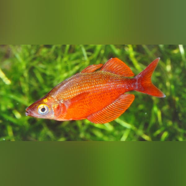 Rainbowfish Red Millenium