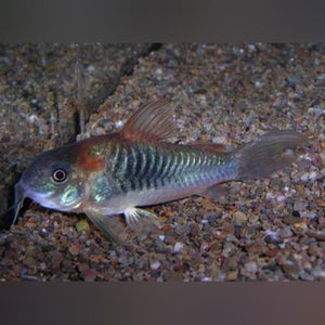 Cory Red Venezualan Sailfin