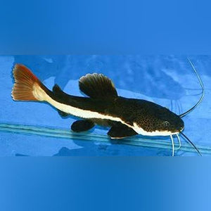 Catfish Red Tail