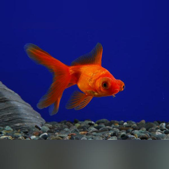 Goldfish Telescope Head
