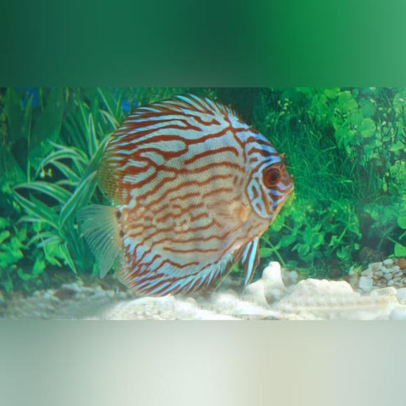 Discus Red Turquoise