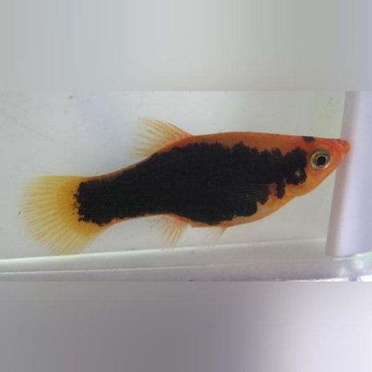 Platy Red Tuxedo