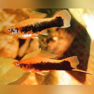 Swordtail Red Tuxedo