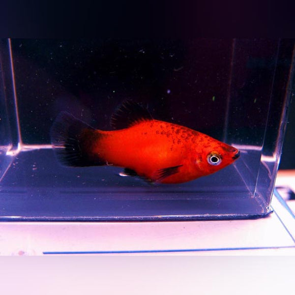 Platy Red Wag