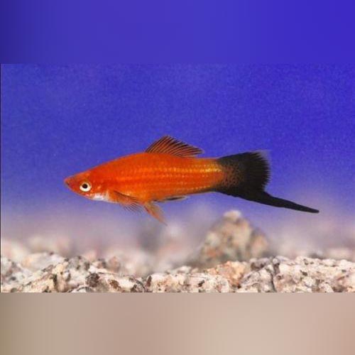 Swordtail Red Wag