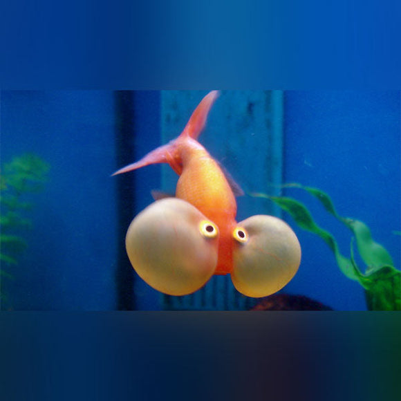 Goldfish Bubble-eye
