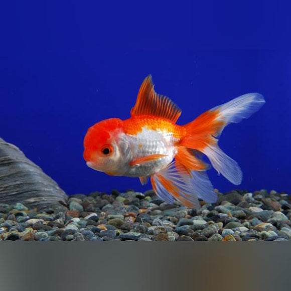 Goldfish Oranda Red and White