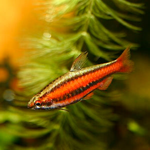 Pencilfish Ruby Red