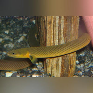 Ropefish
