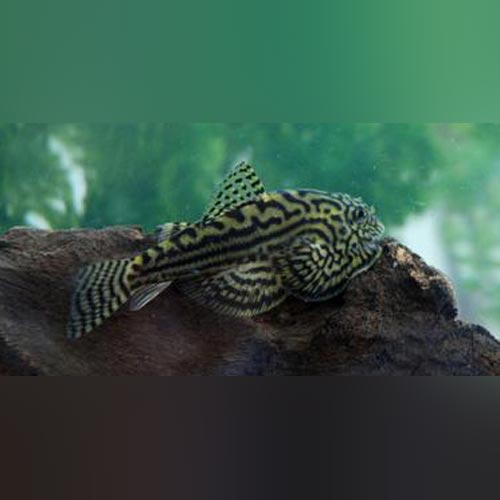 Loach Hillstream Reticulated