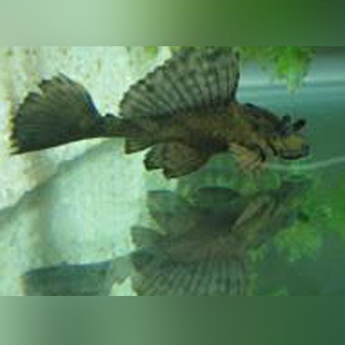 Pleco Rhino