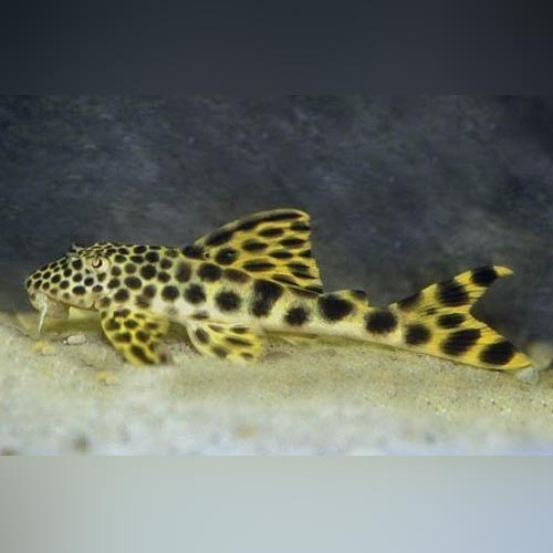 Pleco L-075 Rio de Para