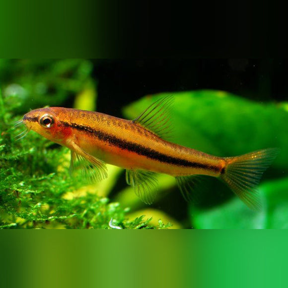 Loach Rosy