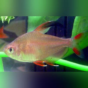 Tetra Rosy