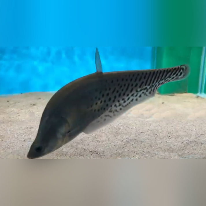 Knifefish Royal Clown