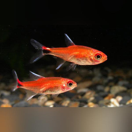 Tetra Ruby
