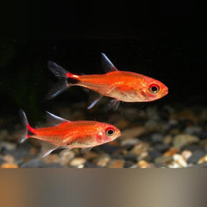 Tetra Ruby