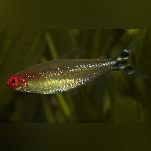 Tetra Rummynose