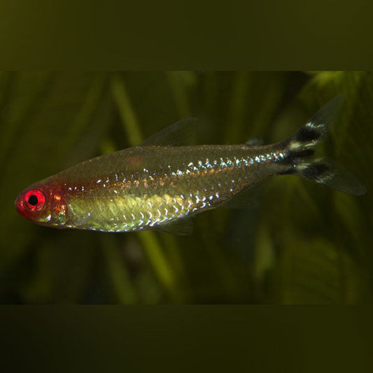 Tetra Rummynose Albino