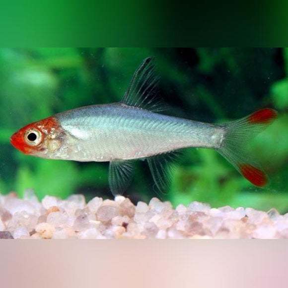 Rasbora Rummynose