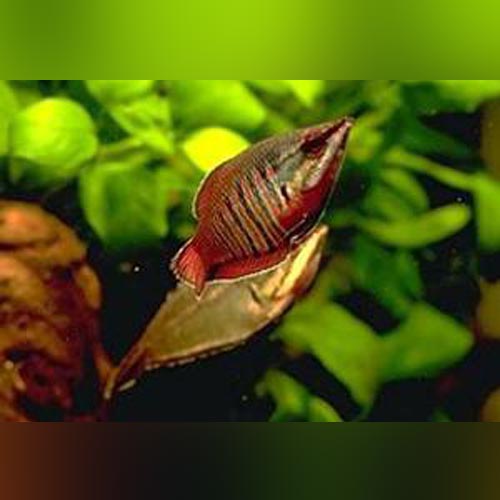 Gourami Samurai