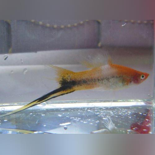 Swordtail Sanke Tri-Color