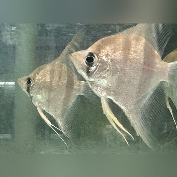 Angelfish Altum