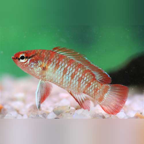 Badis Scarlet Gem