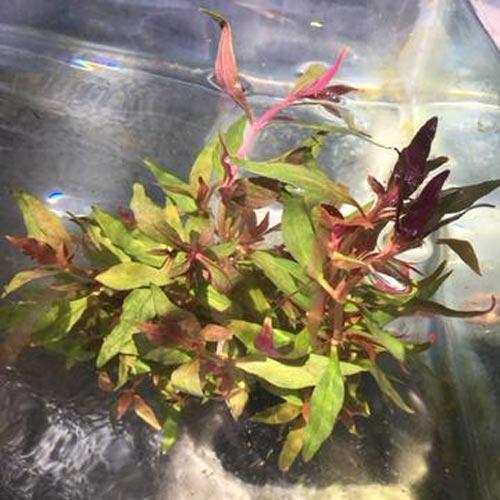 Scarlet Temple Plant Potted