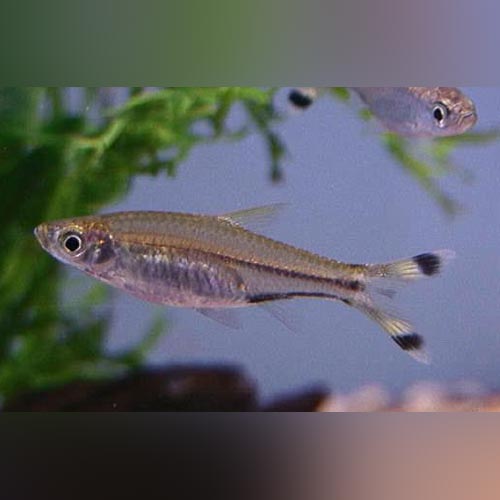 Rasbora - Scissortail