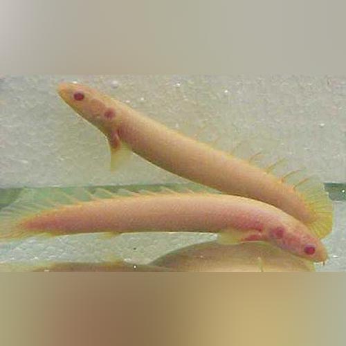 Bichir Senegalus Albino