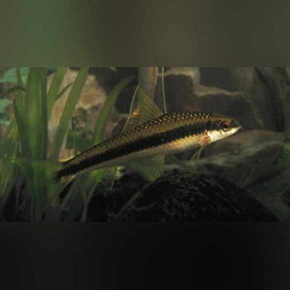 Algae Eater Siamensis