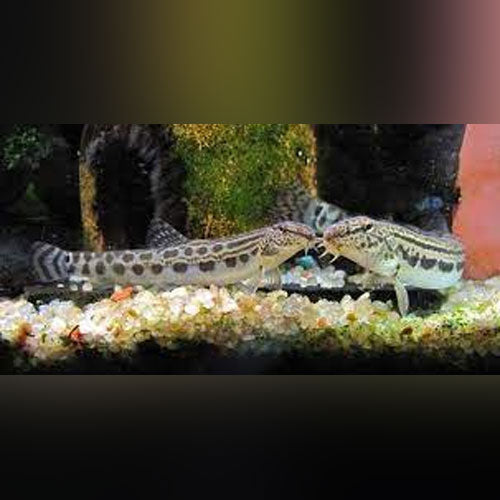 Loach Siberian Spiny