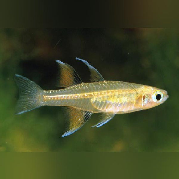 Rainbowfish Signifer