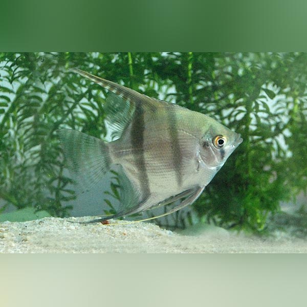 Angelfish Silver