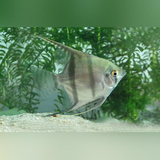 Angelfish Silver