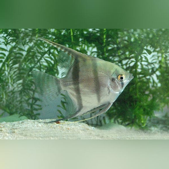 Angelfish Silver