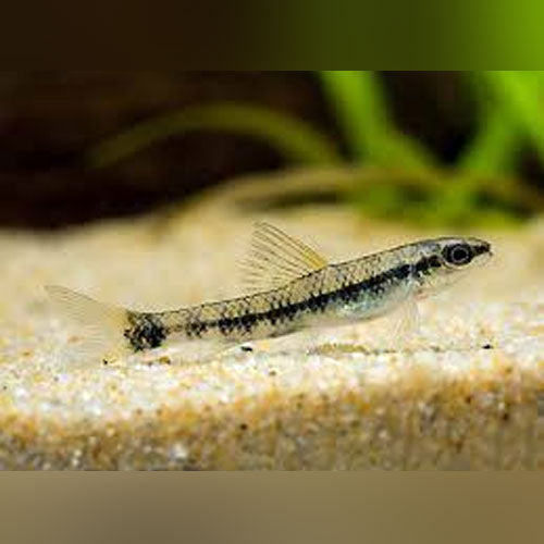 Tetra Darter Goby
