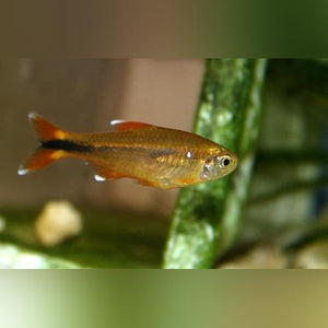 Tetra Silvertip