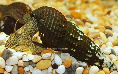 Snail Yellow Rabbit