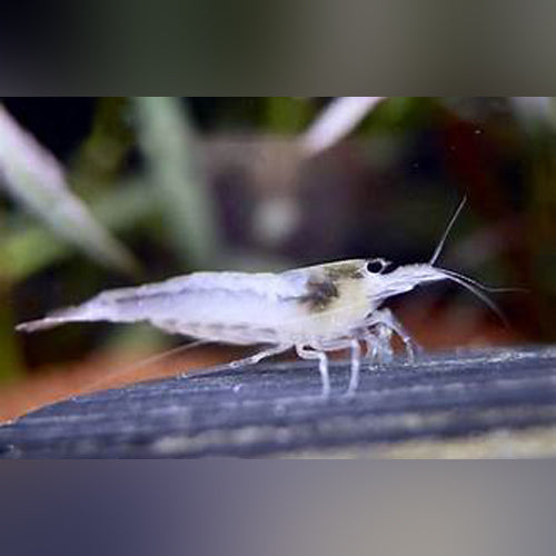 Shrimp Amano Snow White