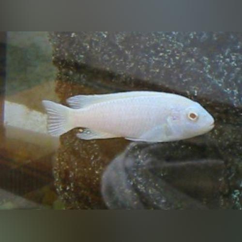 Cichlid Snow White